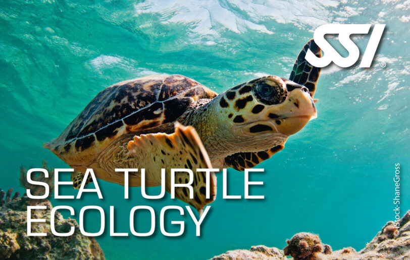 Sea Turtle Ecology