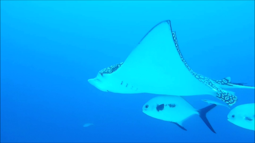 2-tank Private Charter - Eagle Rays